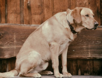 人も愛犬も最後まで幸せな毎日を 老犬ホームオレンジライフ湘南 湘南npoサポートセンター
